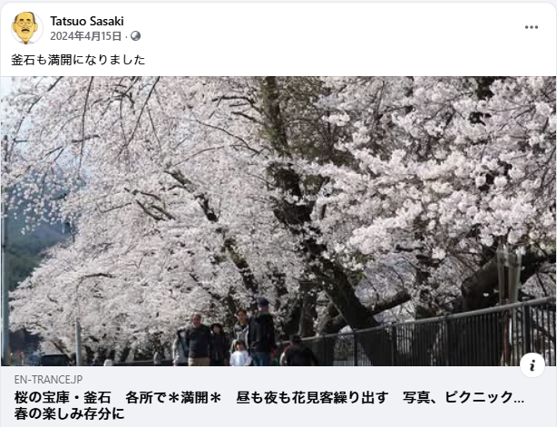 釜石の桜